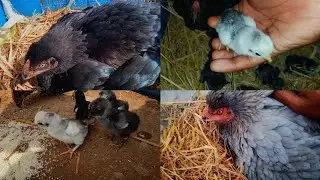 మా కోడికి ఎన్ని పిల్లలు పుట్టాయో చూడండి  😍🐣🐥/chicks hatching 🥳