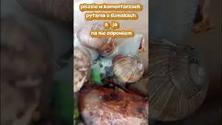 specjalnie z okazji 30 subscrybcji 🐌🌱