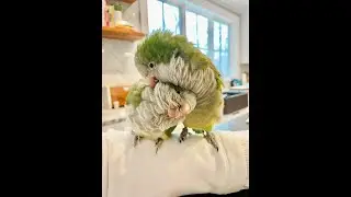 How Parrots Open Pin Feathers in the Wild? #shorts