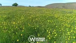 Jinlye Meadows - A rewilding project by the National Trust