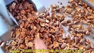 Pine Nuts Cracking in the Budget Hand Crank Nut Cracker - Nutcracker Cracks Nuts!
