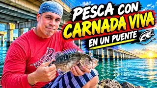 TARDE DE PESCA CON CARNADA VIVA EN UN PUENTE DE LA BAHIA DE TAMPA @allanabad