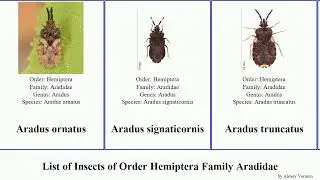 List of Insects of Order Hemiptera Family Aradidae aradus aneurus neuroctenus simplex laevis