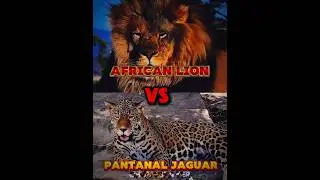 Lion vs Jaguar #shorts #edit #lion #jaguar