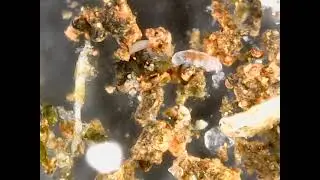Mobile phone video of tardigrades