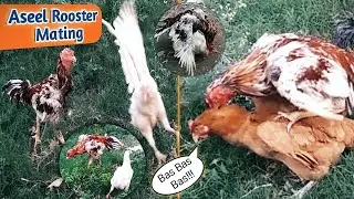 Aseel Rooster mating with Desi Hens❤️ 🐓