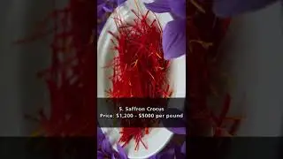 Top 5 Most Expensive Flowers in the World 2023: Priceless Beauty #top5 #expensive #flowers