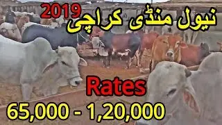 65K - 120K Range Bulls | Naval Cow Mandi 2019 Updates | Cow Mandi 2019
