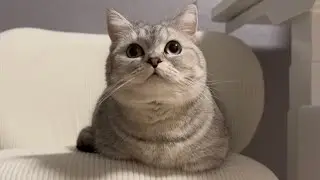 労働で疲れ果てた飼い主を労わる猫