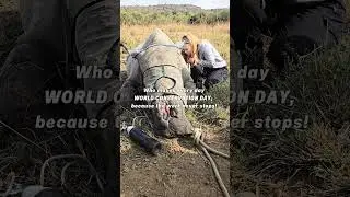 World Wildlife Conservation Day  #worldwidevets #wildlifeconservation #conservationefforts