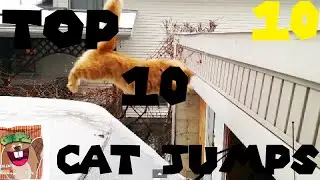 Gritz's Top 10s episode 10: Top 10 Cat Jumps