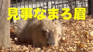 見事なまろ眉！　大宮公園のカピバラたち