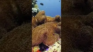 A busy anemone at the site Starship, Wakatobi, SE Sulawesi, Indonesia
