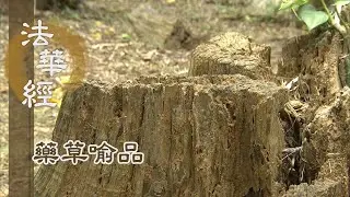 【靜思妙蓮華】法華經藥草喻品 - 聲聞緣覺 漸入一乘 - 20210802 第923集