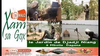 Incroyable le Cacao se cultive à Dagana, découvrez le travail exceptionnel de Djadji Niang