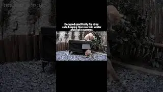 The Best Outdoor Stray Cat House | Furventi Keeps Cats Safe & Warm!