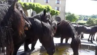 Transhumance 2017