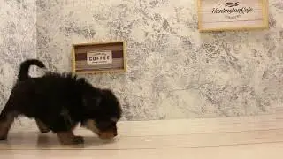 ワンラブ　名古屋市　ペットショップ　247370