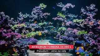 Akwarium Torbena 34 000 l | Preludium - okno na rafę.