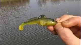 Multi Species Pond Fishing