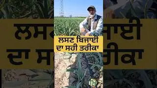 Garlic farming techniques #garlic #garlicfarming #redgarlic #shortfeed #shortsyoutube #shorts #agri