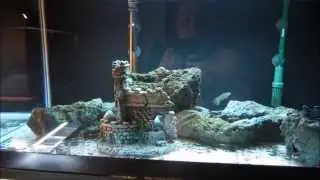 Mbuna Aggression, Fry Update, Fish Room!