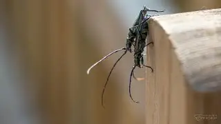 Musk beetles (Aromia moschata)