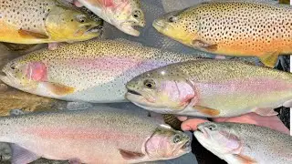 Big trout! Beautiful trout! Fantastic day fishing the Black River VT #trout #troutfishing