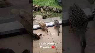 Ducks welcome...morning feeding routine.
