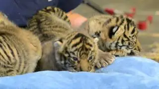 2-week-old Sumatran tiger cubs