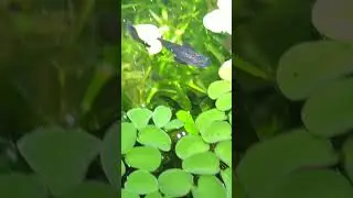 Being a guppy breeder DAY 24  #malaysiaguppy #guppybreeder #guppy #getafish