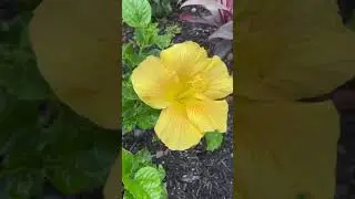 #shorts #hibiscus #yellowhibiscus yellow hibiscus bloom/beautiful variegated yellow hibiscus flower