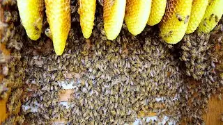 Honey Bee Extraction! From Old Abandoned House!