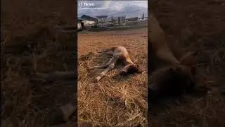 the sleeping donkey