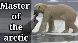 Polar bear, master of the arctic