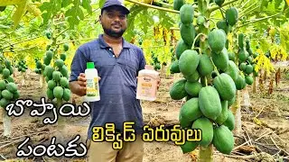 బొప్పాయి పంటకు లిక్విడ్ ఏరువులు డ్రిప్ ద్వారా ఇస్తున్నాం Liquid fertilizers for pappay ||AGRI GURU||