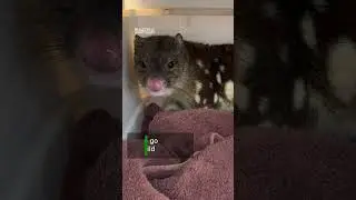 Very rare Spotted-Tailed Quoll returned to the wild