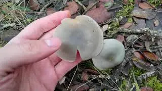Clitocybe odora en encinar