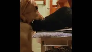 Snuggle Buddies ! Cool Dog &  Cat Play #Fuzzy Friends