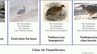 Chim, bộ Tinamiformes crypturellus nothoprocta tinamus nothura minor bird tao formosa cinereus