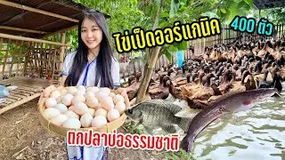 พาสาวกะเหรี่ยงเจอเกษตรกรชีวิตน่าค้นหาเลี้ยงเป็ดสี่ร้อยกว่าตัวบ่อปลาและผลิตผลธรรมชาติ #วิถีฤดูฝน70