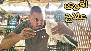 لقيت حمام😱🤦🏻وده #اقوى علاج لالتهاب العين#الميكوبلازما 🕊️👌✌🏻#pigeon