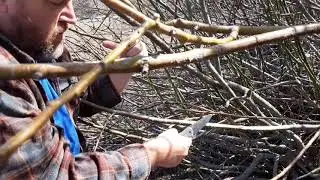Willow Bark FTW!