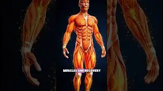 What Papaya Does Inside Your Body in 3D Part-3 I #explore #healthtips #fypシ゚viral #trending