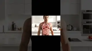 The Anatomy Behind the Bite: The Tomato's Journey Through the Digestive System