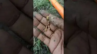 Hidden Gold Under the Ground! You Won't Believe What Happened! 😱🤑 | #treasurehunt #shorts #find #usa