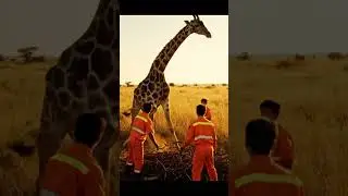 Injured Giraffe Struggling to Stand