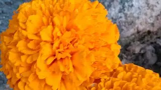 Farmhouse organic sabji #part 1 #full video #yt #Garden 