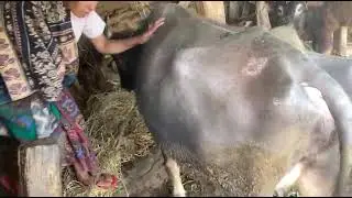 Lokkal bhaisi