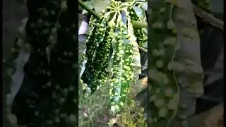Gall Mites On Leaves Of Blackboard Tree #shorts #youtubeshorts  #shortsvideo